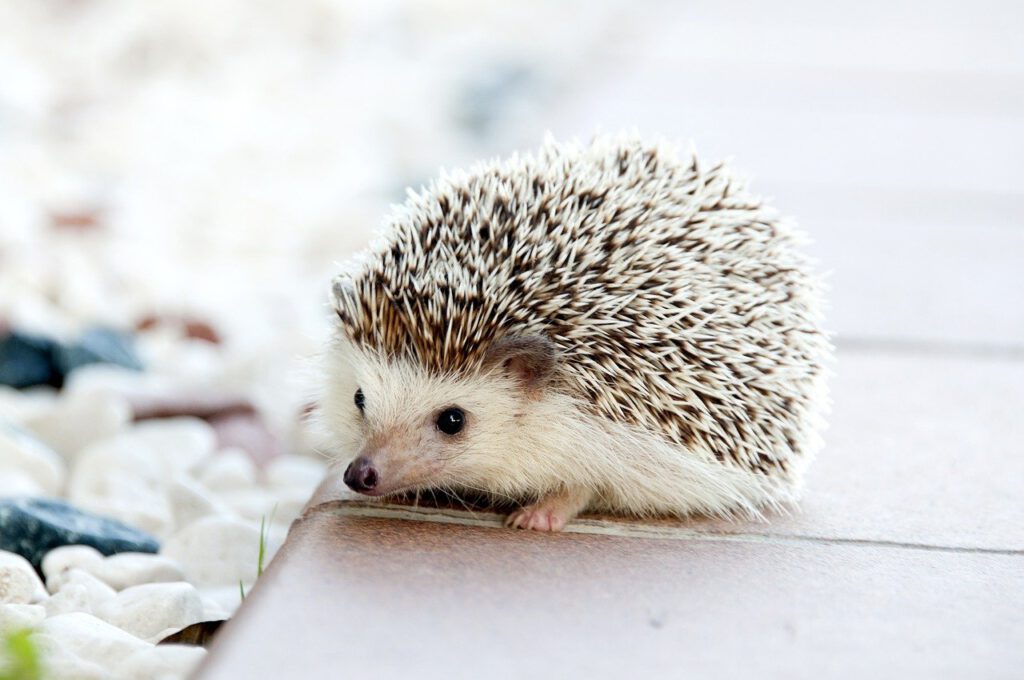hedgehog, animal, baby-468228.jpg
