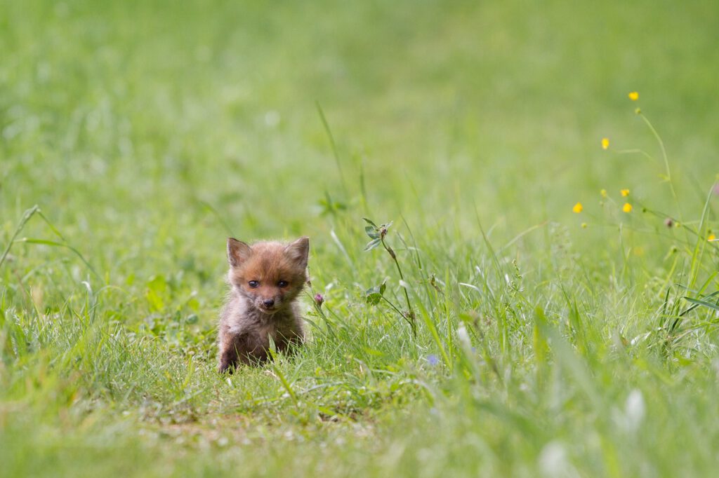 fox, young fox, wild animal-2292734.jpg