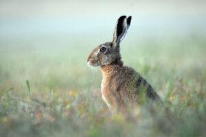 brown hare, hare, wild-7326689.jpg