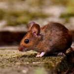 wood mouse, rodent, foraging-3082922.jpg