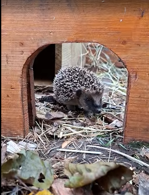 Workshop Egelvriendelijke tuin 18 juni 19.00