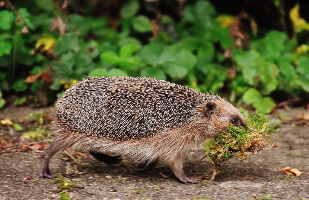 hedgehog, animal, spur, cute, nature, nager, rodent, foraging, animal world, prickly, wildlife, wildlife photography, hedgehog, hedgehog, hedgehog, hedgehog, hedgehog