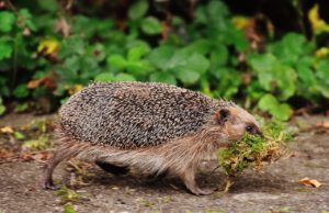hedgehog, animal, spur, cute, nature, nager, rodent, foraging, animal world, prickly, wildlife, wildlife photography, hedgehog, hedgehog, hedgehog, hedgehog, hedgehog