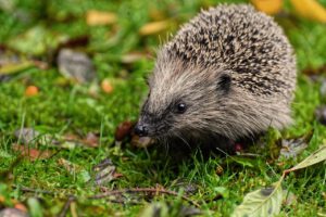hedgehog, animal, spur, nature, mammal, prickly, cute, crepuscular, nocturnal, hedgehog, hedgehog, hedgehog, hedgehog, hedgehog